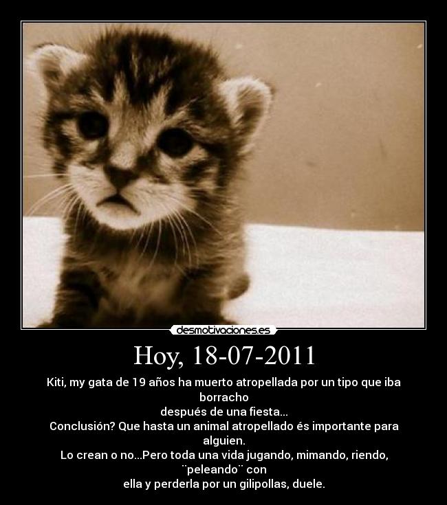 Hoy, 18-07-2011 - Kiti, my gata de 19 años ha muerto atropellada por un tipo que iba borracho
después de una fiesta...
Conclusión? Que hasta un animal atropellado és importante para alguien.
Lo crean o no...Pero toda una vida jugando, mimando, riendo, ¨peleando¨ con
ella y perderla por un gilipollas, duele.