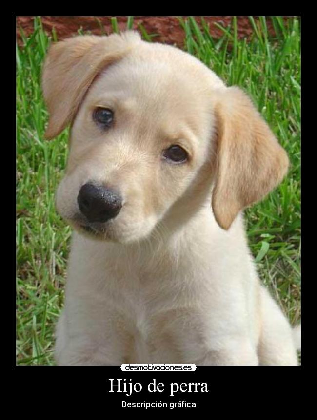 Hijo de perra - 