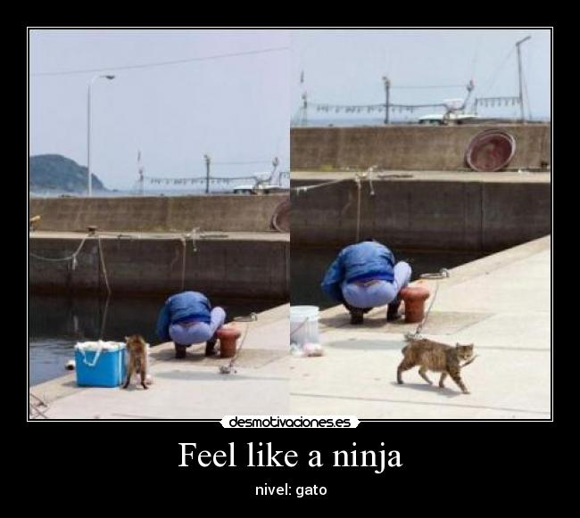 carteles gato ladron robando comida sardina pez pescador girado rapido ninja feel like listo desmotivaciones