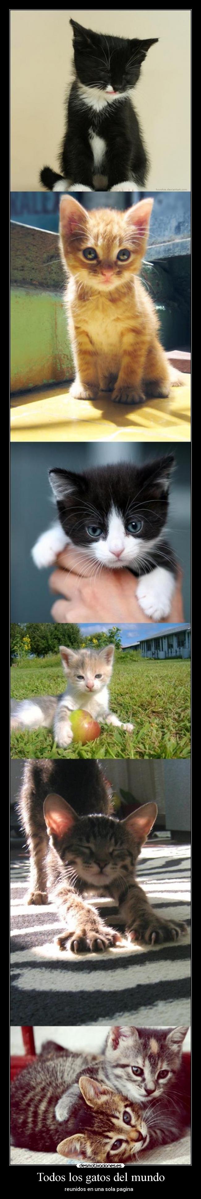 Todos los gatos del mundo - reunidos en una sola pagina   