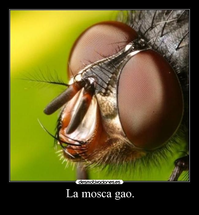La mosca gao. - 