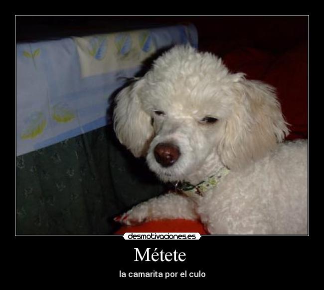 carteles gaditanassinfronteras desmotivaciones