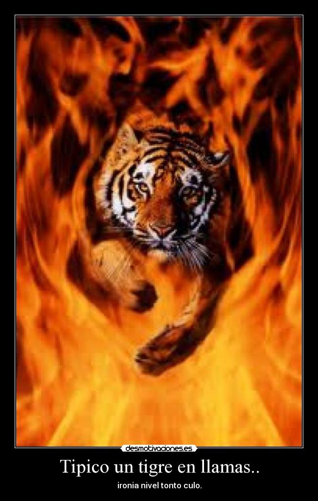 Tipico un tigre en llamas.. - 