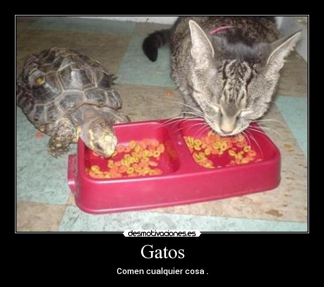 Gatos - Comen cualquier cosa .