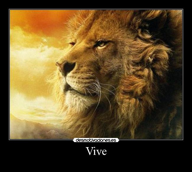 Vive -