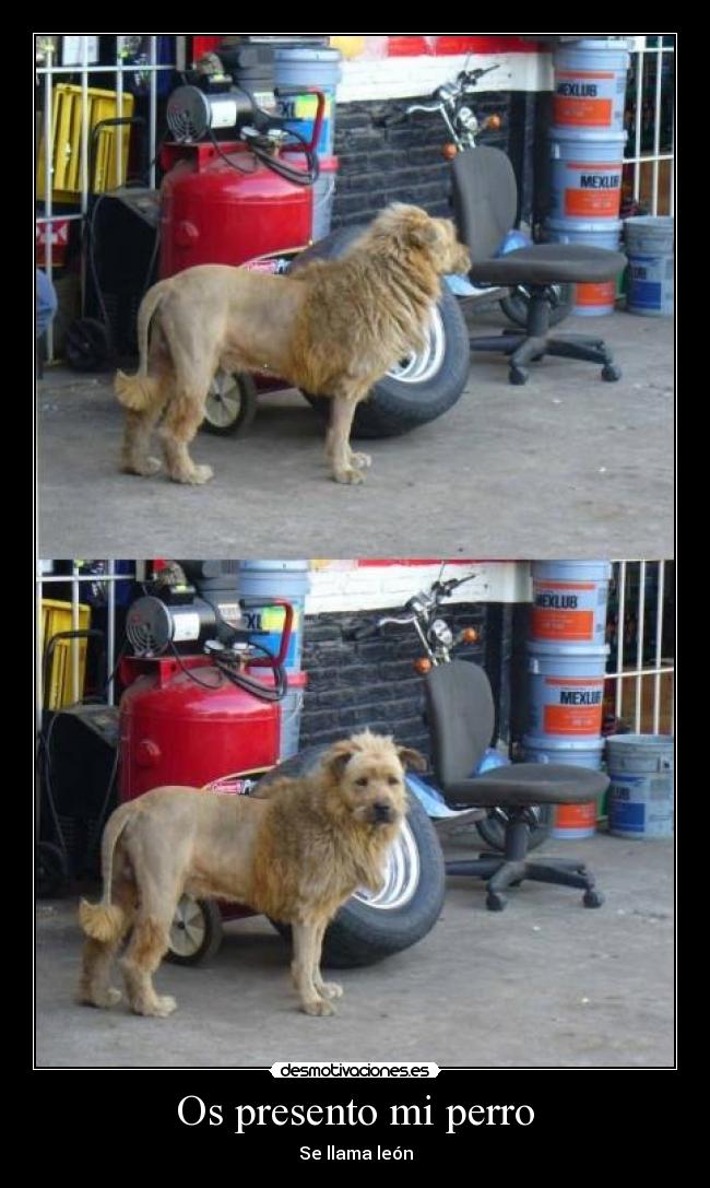 Os presento mi perro -