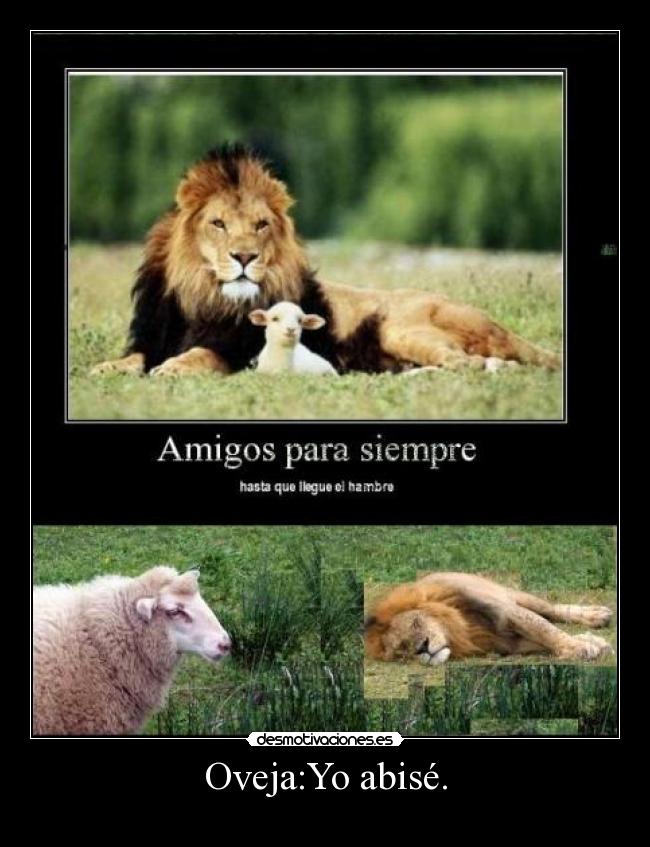 Oveja:Yo abisé. -