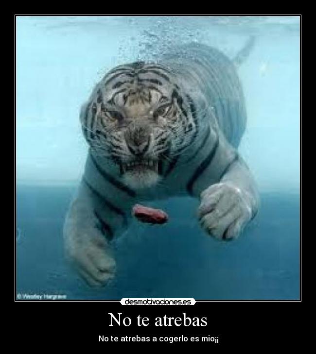 No te atrebas -