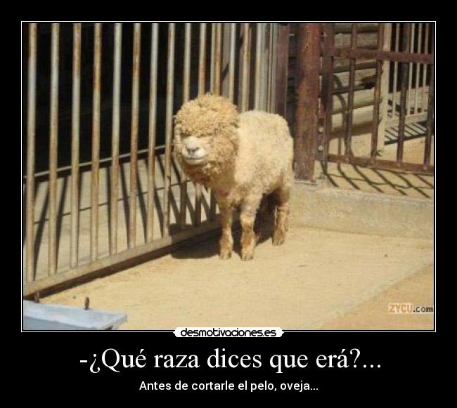 -¿Qué raza dices que erá?... - Antes de cortarle el pelo, oveja...