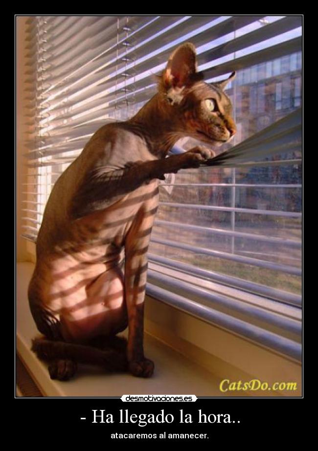 - Ha llegado la hora.. - atacaremos al amanecer.