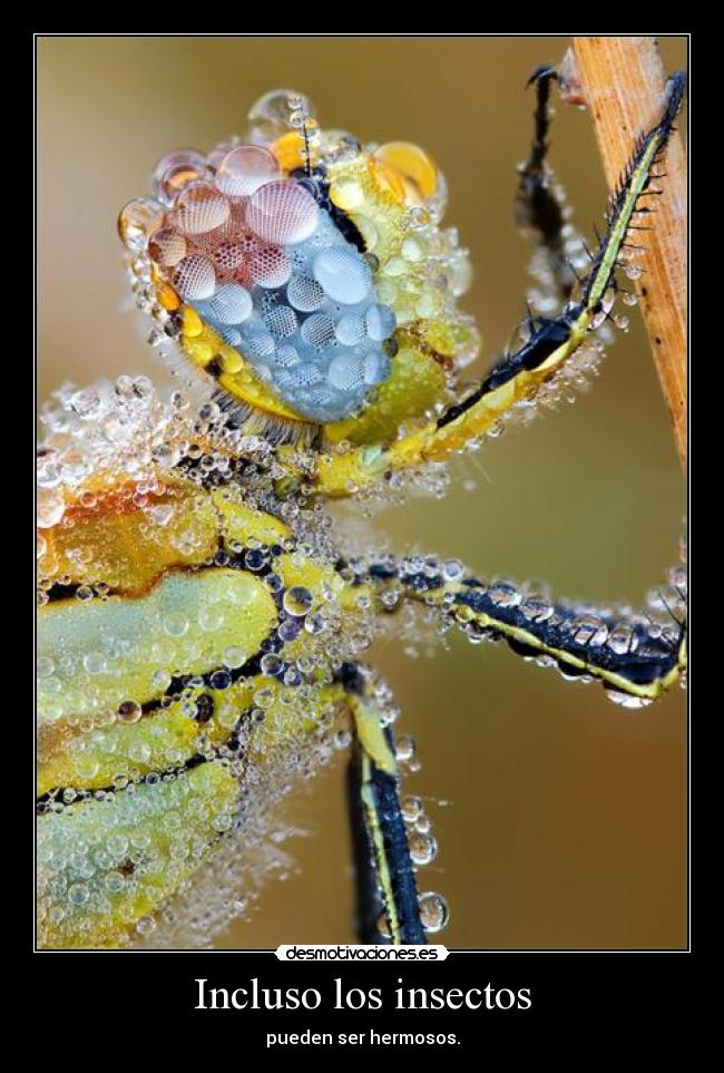 Incluso los insectos - pueden ser hermosos.