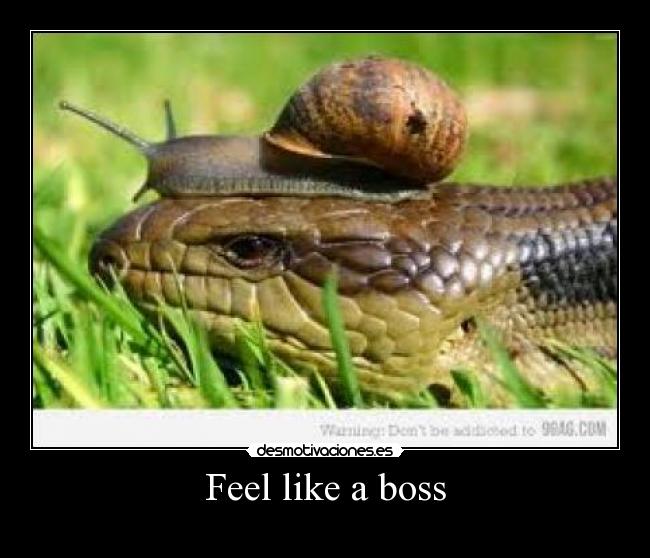 Feel like a boss - 