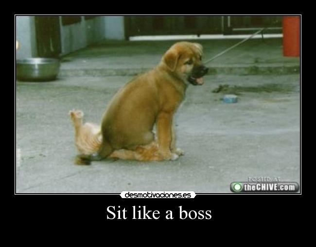Sit like a boss - 