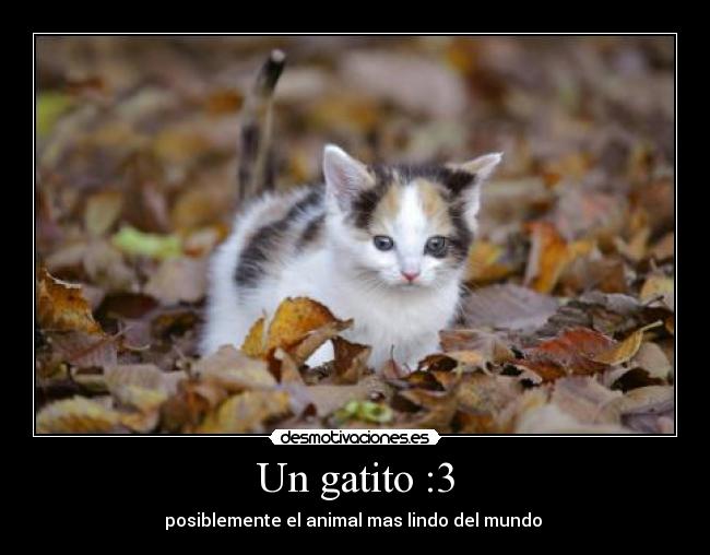 Un gatito :3 - posiblemente el animal mas lindo del mundo