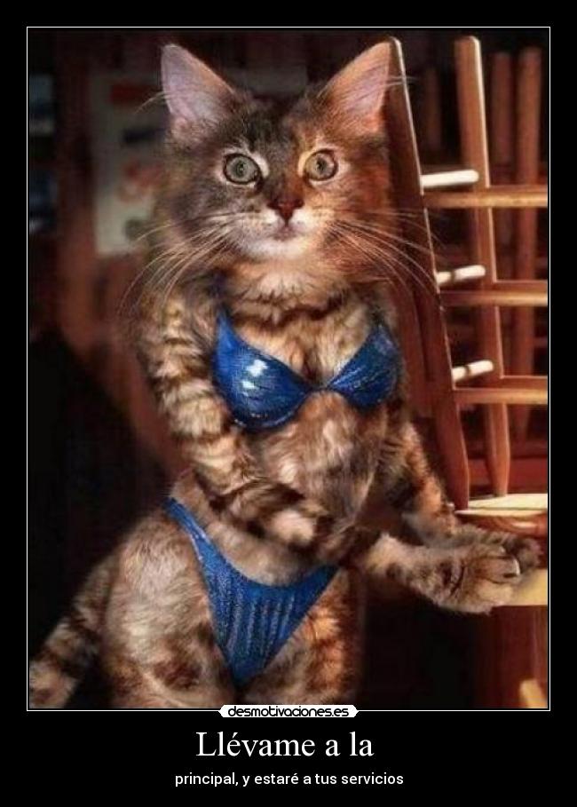 Llévame a la - principal, y estaré a tus servicios