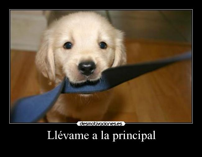 carteles perrito desmotivaciones