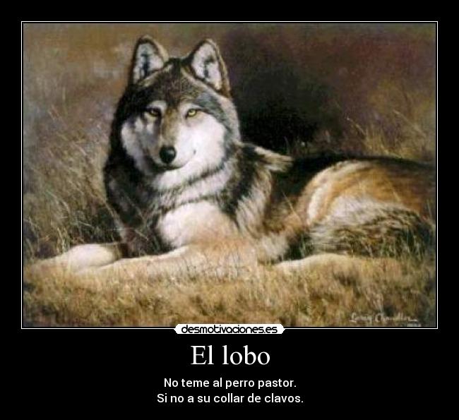El lobo - No teme al perro pastor.
Si no a su collar de clavos.