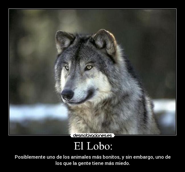 El Lobo: - Posiblemente uno de los animales más bonitos, y sin embargo, uno de
los que la gente tiene más miedo.