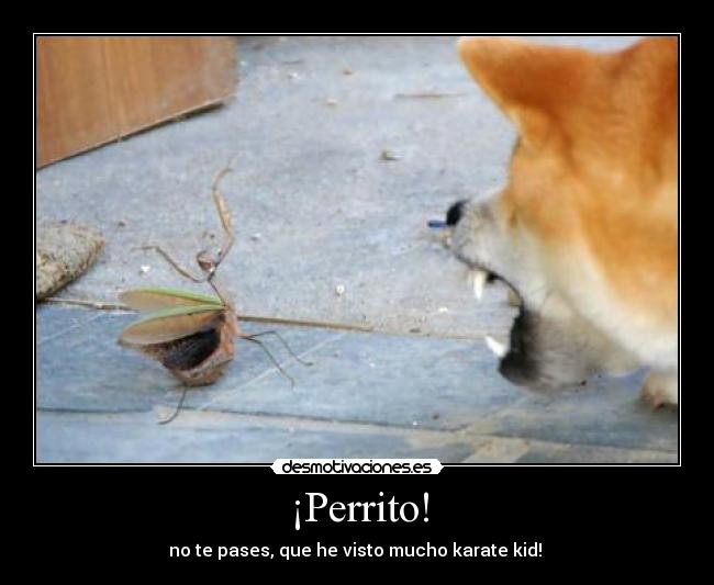 ¡Perrito! - no te pases, que he visto mucho karate kid! 
