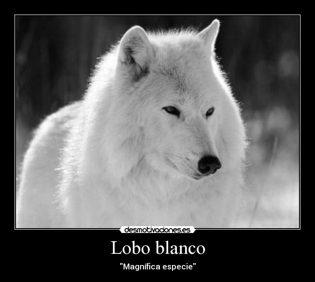 Lobo blanco - 