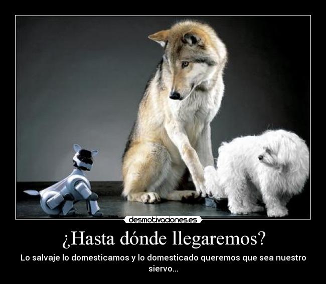 carteles lobo perro desmotivaciones