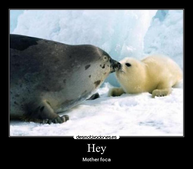Hey - Mother foca