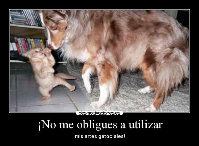 carteles obligues utilizar mis artes gatociales gatosperro cat funny dog desmotivaciones