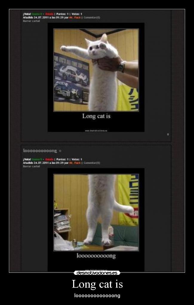 Long cat is - looooooooooooong