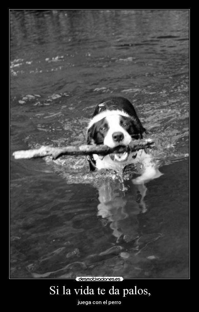 Si la vida te da palos, - juega con el perro