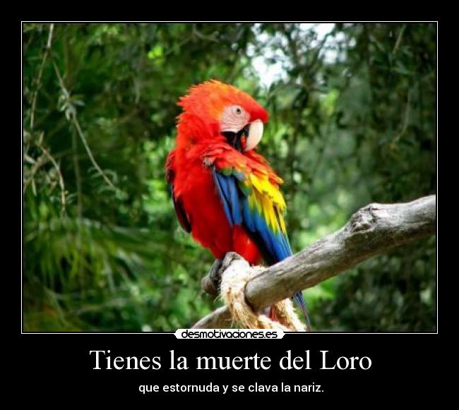 Tienes la muerte del Loro - que estornuda y se clava la nariz.