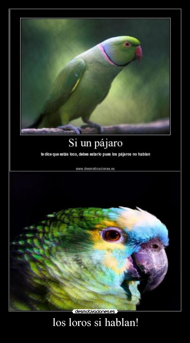 los loros si hablan! -