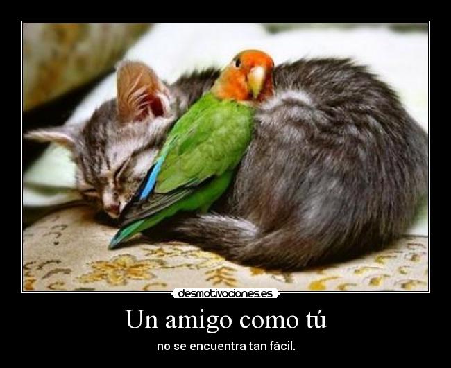 Un amigo como tú - 