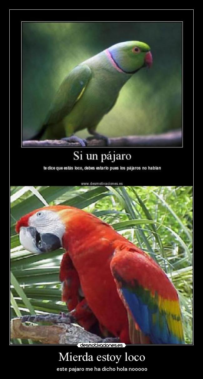 Mierda estoy loco - este pajaro me ha dicho hola nooooo
