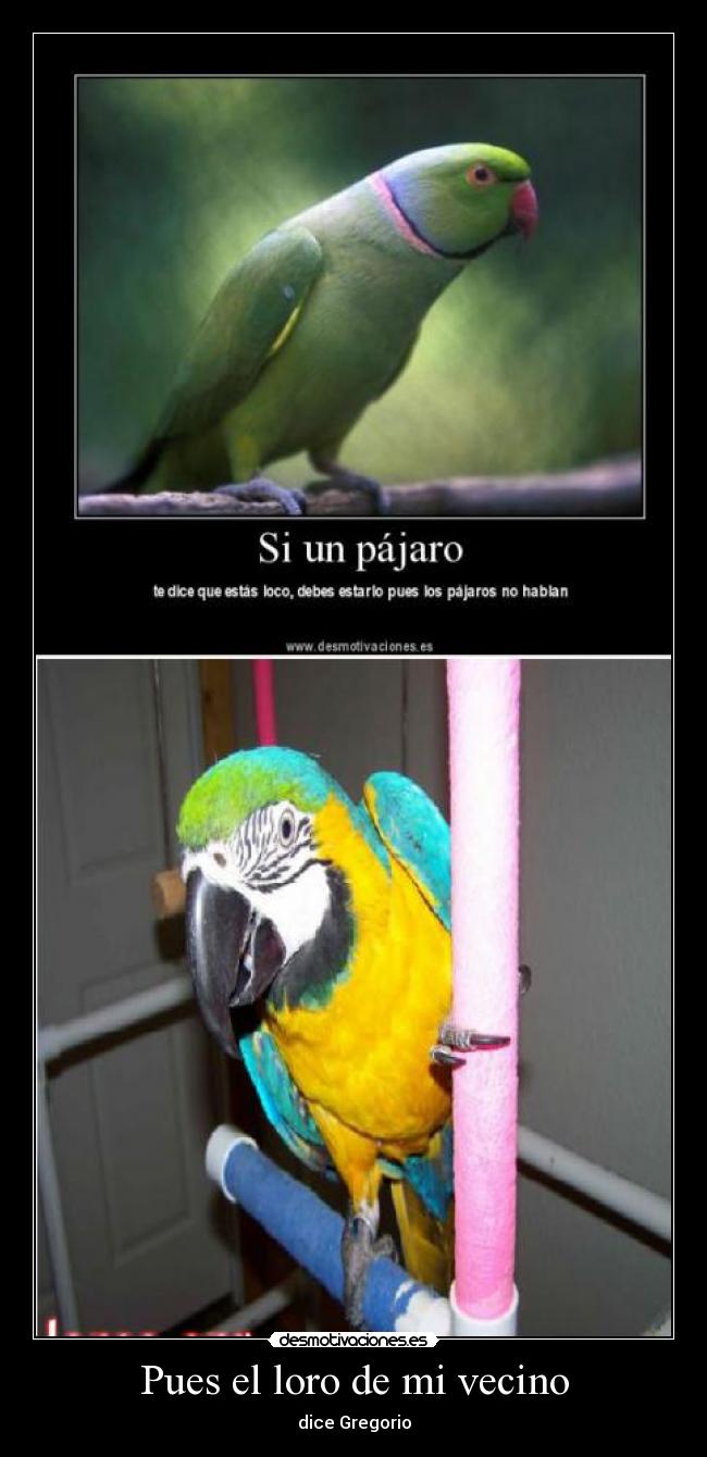 Pues el loro de mi vecino -