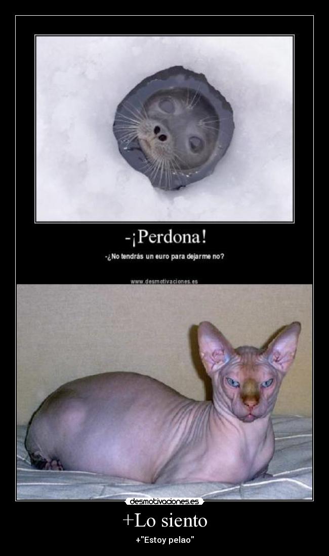 carteles siento estoy pelao desmotivaciones desmotivaciones