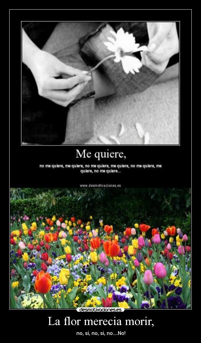 La flor merecia morir, -