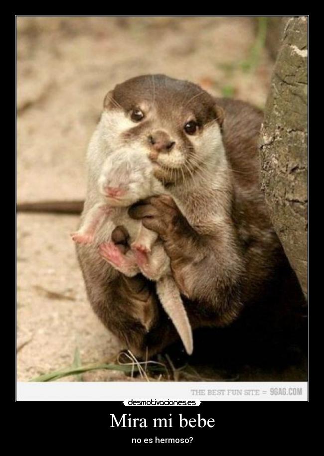 Mira mi bebe -