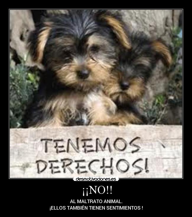 ¡¡NO!! - AL MALTRATO ANIMAL.
¡ELLOS TAMBIÉN TIENEN SENTIMIENTOS !