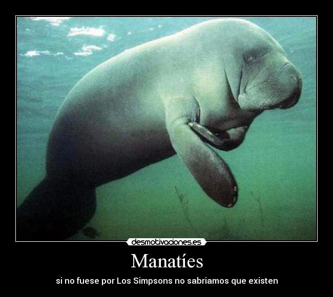 Manatíes - 