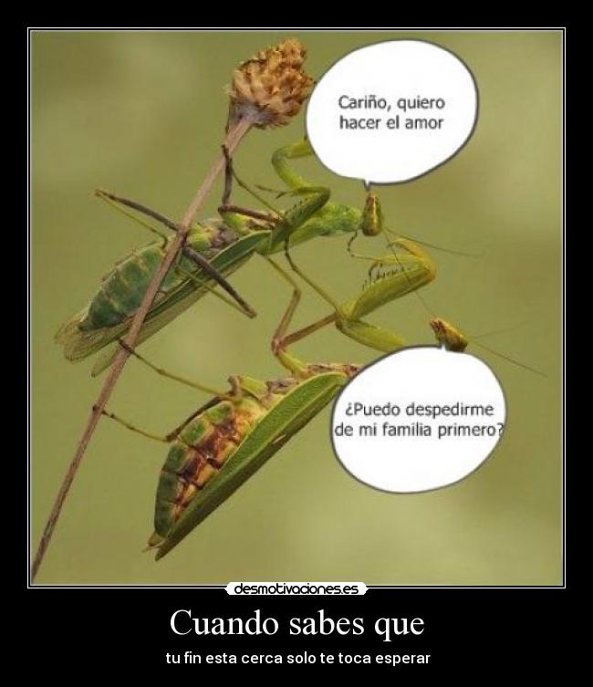 Cuando sabes que - tu fin esta cerca solo te toca esperar