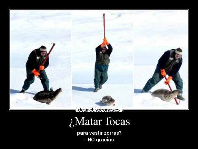 ¿Matar focas - para vestir zorras?
- NO gracias