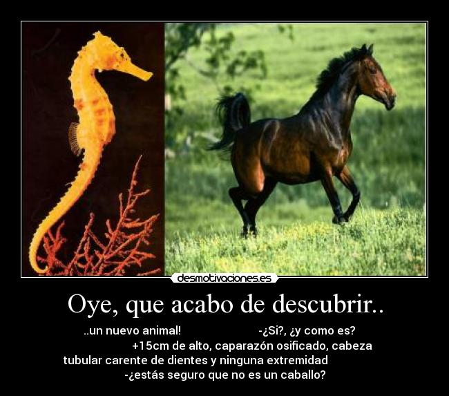 Oye, que acabo de descubrir.. - ..un nuevo animal!                            -¿Si?, ¿y como es?    
                    +15cm de alto, caparazón osificado, cabeza
tubular carente de dientes y ninguna extremidad                     
-¿estás seguro que no es un caballo?