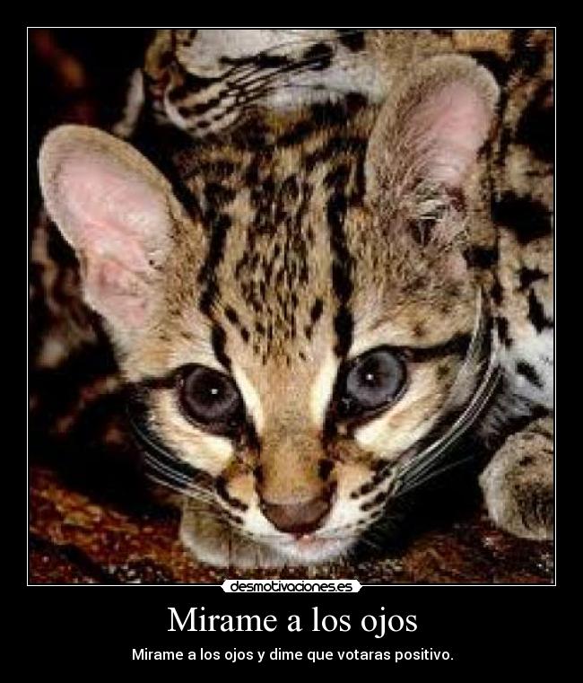 Mirame a los ojos - 