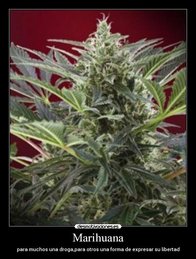 Marihuana - para muchos una droga,para otros una forma de expresar su libertad