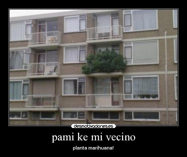 pami ke mi vecino - planta marihuana!