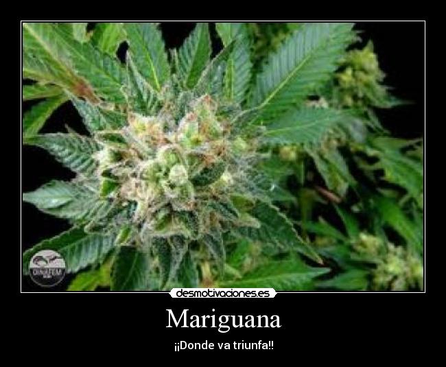 Mariguana -