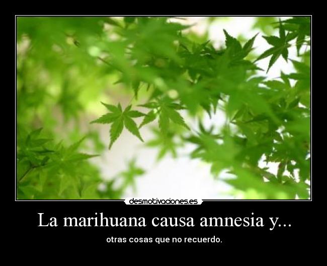 La marihuana causa amnesia y... - 