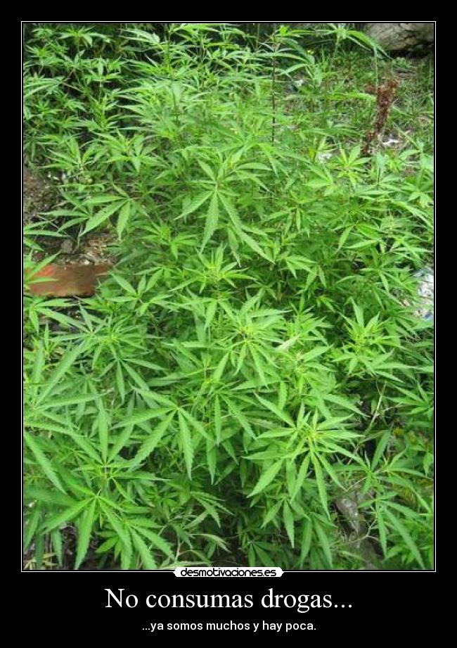 carteles droga consumir desmotivaciones