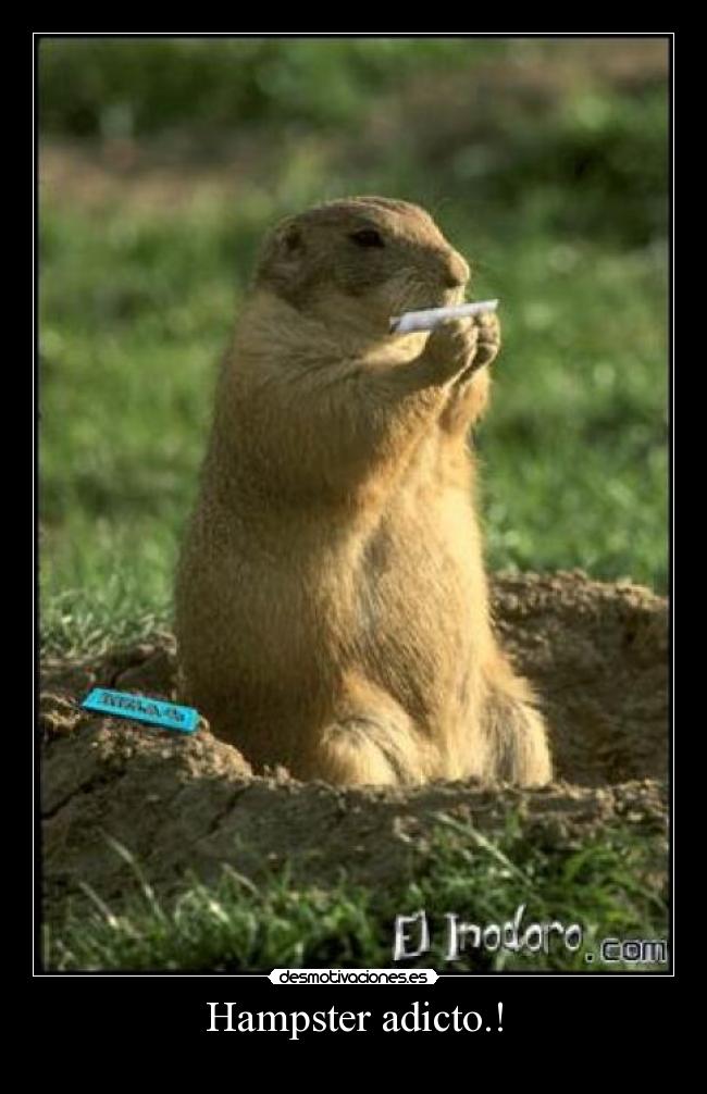 Hampster adicto.! -