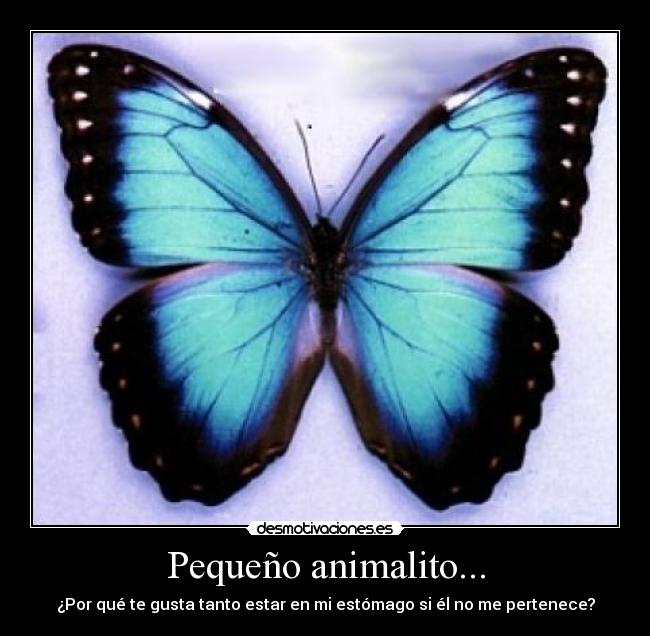 Pequeño animalito... - 